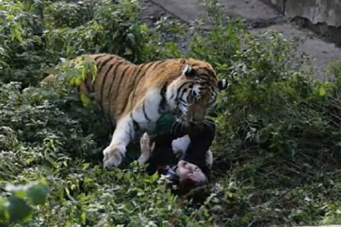 Tigar napao ženu u zoološkom vrtu: Skočio na nju, zario kandže i počeo da kida (VIDEO)