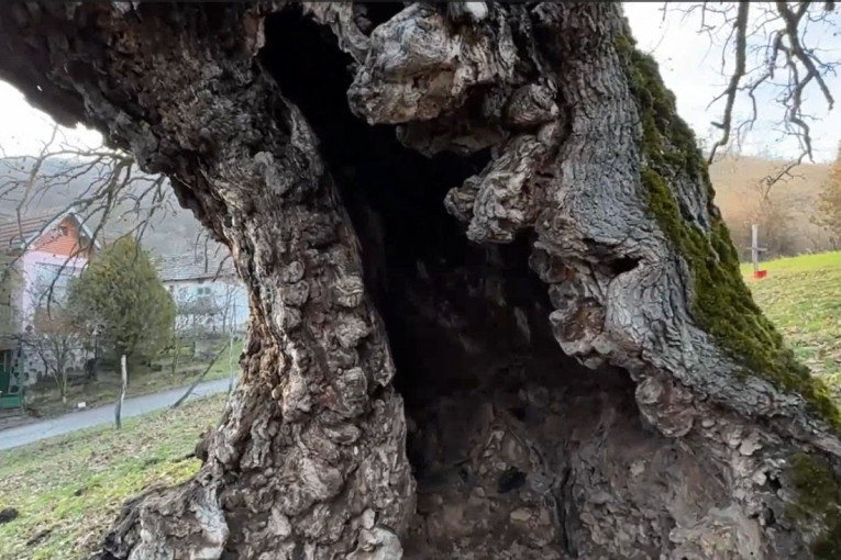 Hrast star više od 1.000 godina raste kod Bele Palanke! Najstariji je stanovnik Balkana, u šupljinu stabla može da stane sto sa stolicama