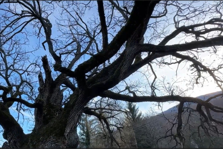 Hrast star više od 1.000 godina raste kod Bele Palanke! Najstariji je stanovnik Balkana, u šupljinu stabla može da stane sto sa stolicama
