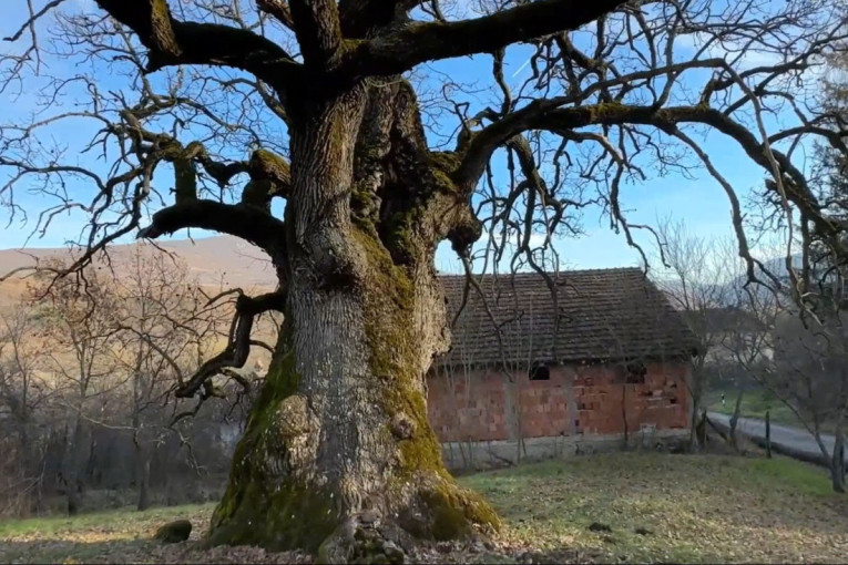 Hrast star više od 1.000 godina raste kod Bele Palanke! Najstariji je stanovnik Balkana, u šupljinu stabla može da stane sto sa stolicama