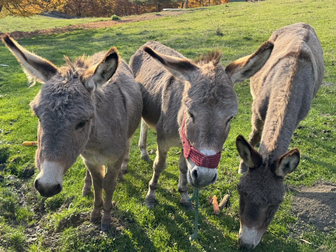 Vid sa Golije poklanja 10 ari svog imanja: Ima i jedan uslov (FOTO)