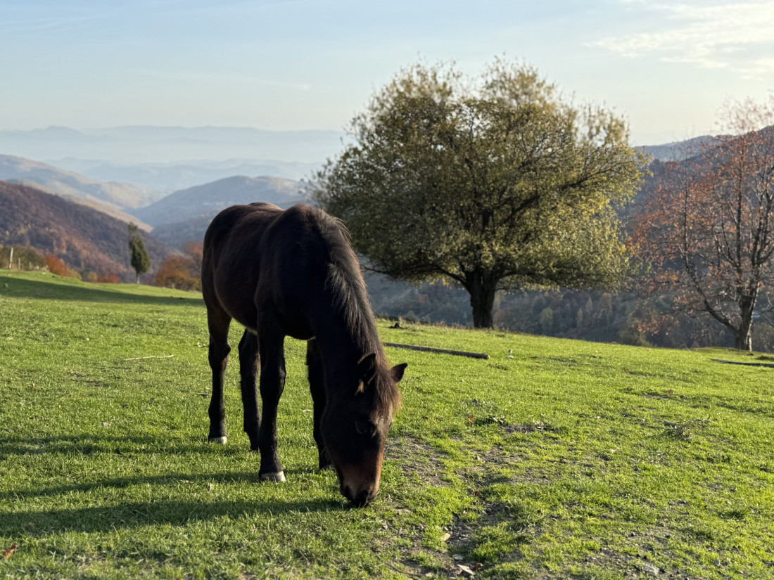 Vid sa Golije poklanja 10 ari svog imanja: Ima i jedan uslov (FOTO)