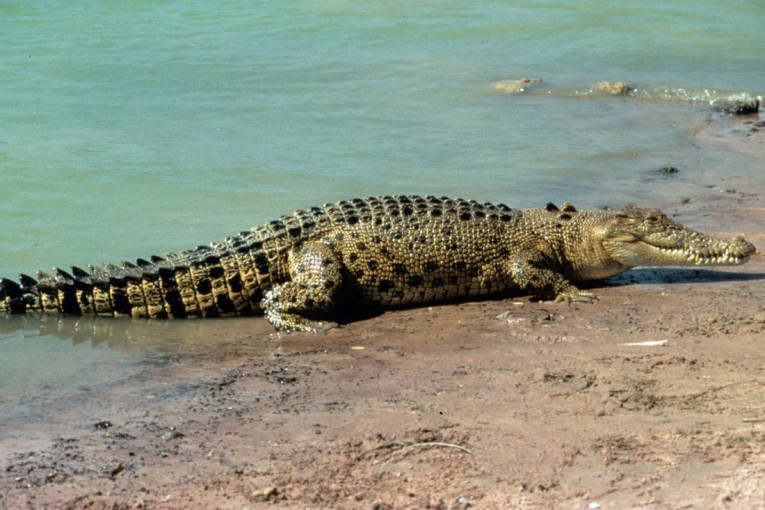 Luksuzni odmor sa nezvanim gostom: Gosti su ostali u šoku kada su ga videli u hotelskom bazenu (FOTO)