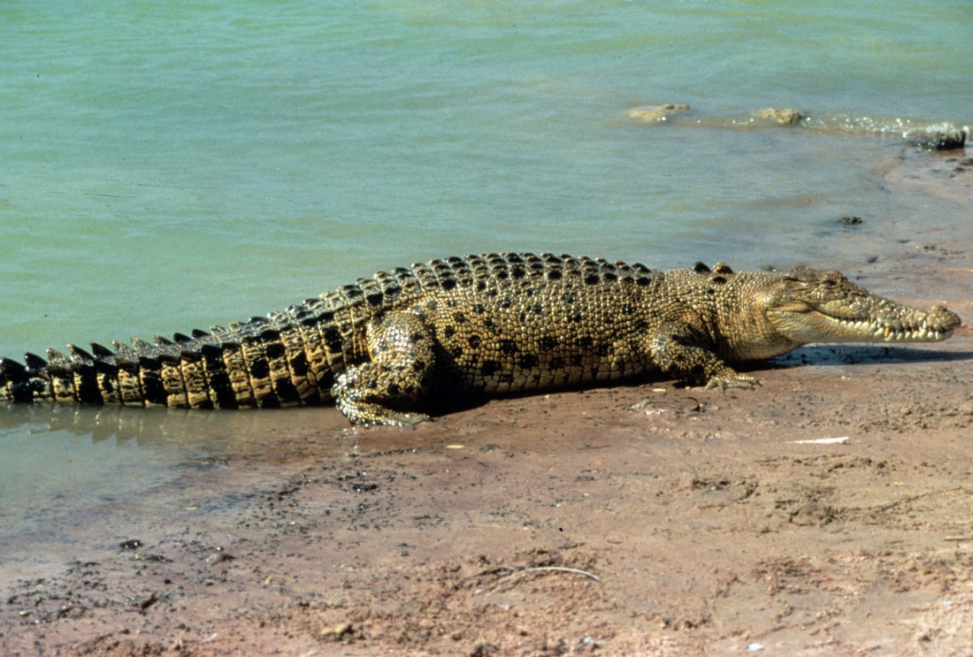 Preminuo čuveni krokodil Dendi: Bio je filmska zvezda i zakleti neženja (FOTO/VIDEO)