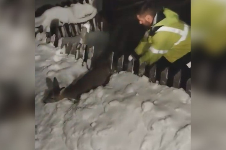 Srna se zaglavila u snegu u mrklom mraku, a onda su naišli tihi heroji mećave: Snimak koji će vam "otopiti srca"(VIDEO)