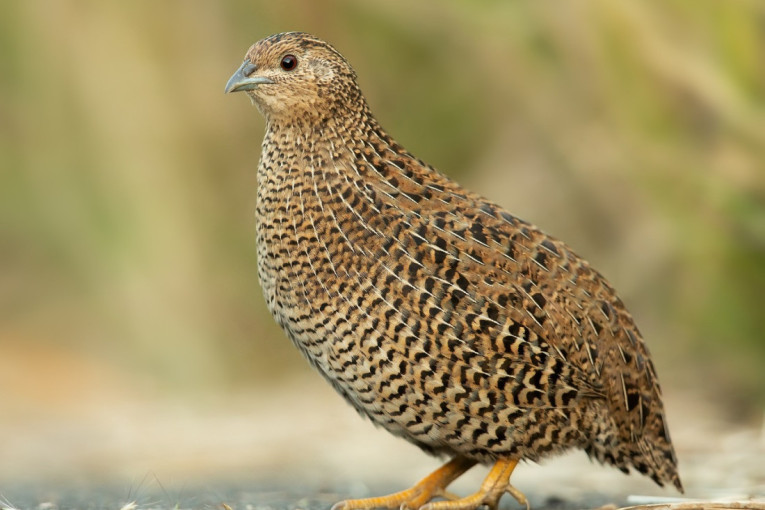 Uzgoj prepelica unosan biznis: Za dva sata može da se zaradi oko hiljadu evra!