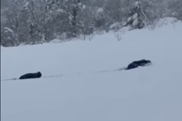 "Ja mislila medvedi, kad ono ljudi": Dramatičan snimak iz Republike Srpske (VIDEO)
