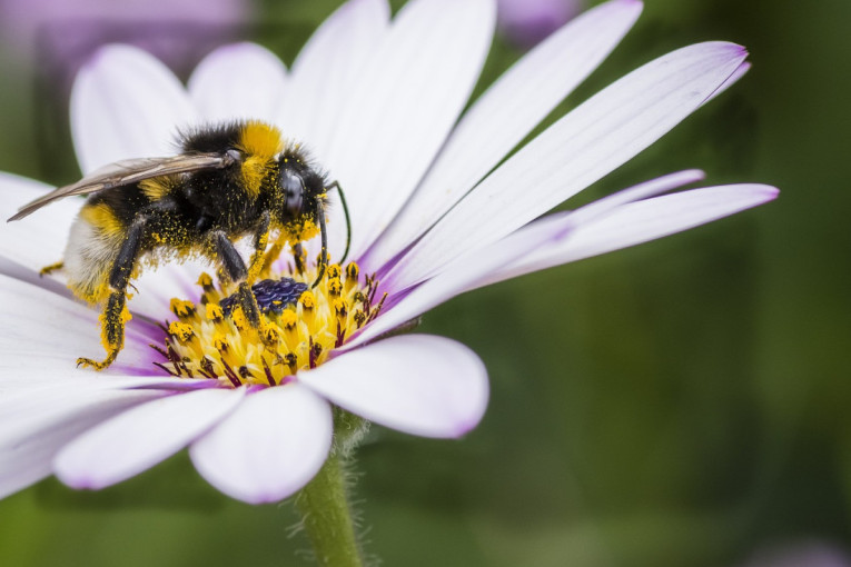 Ako mislite da bumbari lete, grdno se varate: Da bi se pokrenuli, oni koriste Šumanovu rezonancu kojom neutrališu silu gravitacije