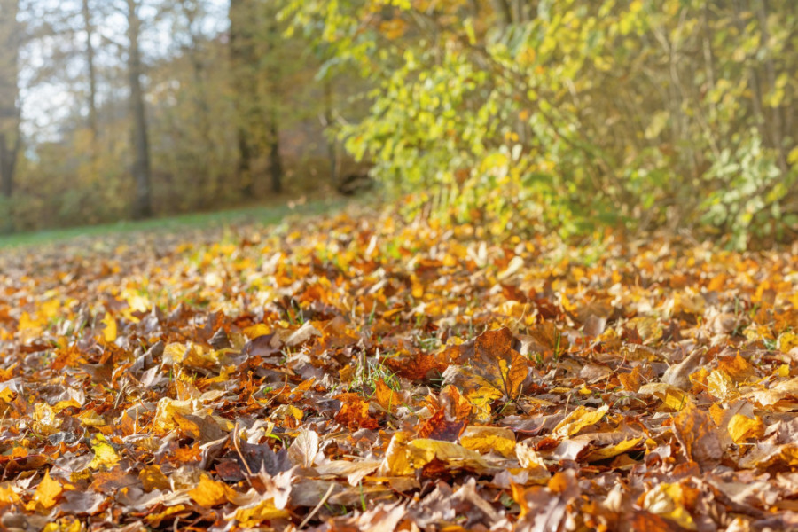 Savršen dan za put! AMSS objavio najnovije stanje na putevima i granicama