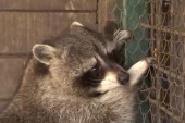 Cole je buckasti rakun koji obožava burek! Možete ga posetiti u zoološkom vrtu u Jagodini! (FOTO)
