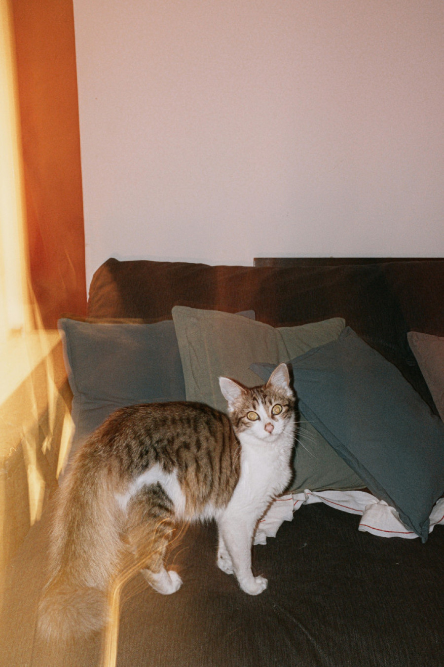 Njihov rep je ogledalo njihovog raspoloženja: Kako da prepoznate kada je vaša mačka srećna, uznemirena ili uplašena