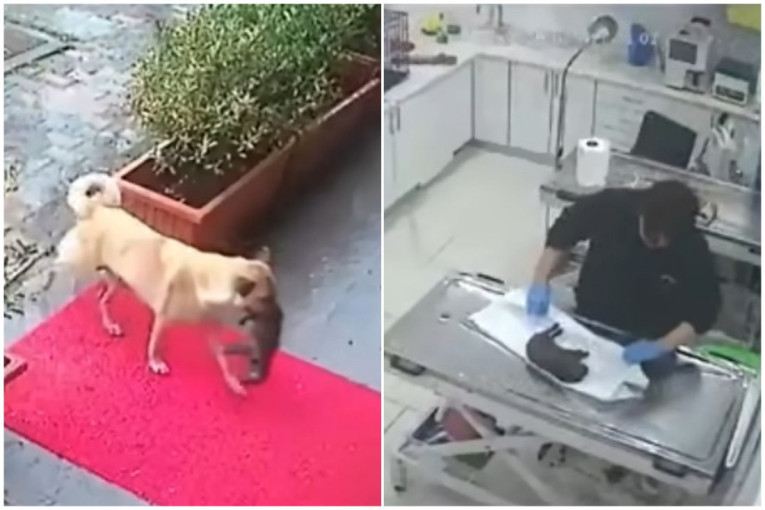 Očajna majka kuja donela beživotno štene na vrata veterinarske ordinacije: Odmah su odreagovali (VIDEO)