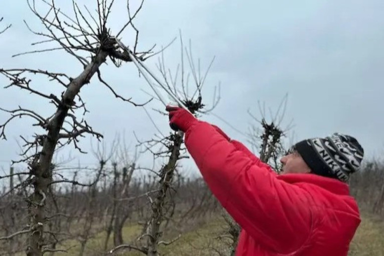 Zimska rezidba voća u punom jeku: Ovo su smernice za pravilno orezivanje