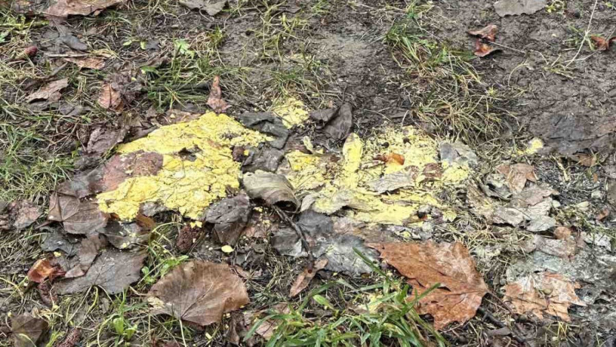 Kuća braće Mitrović progutana u noći: Požar besneo u Pilici, opština obećala hitnu obnovu (VIDEO)