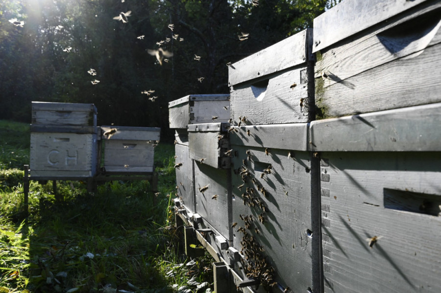 Da li ste znali da zbog vašeg badema i avokada svake godine umiru desetine milijardi pčela?