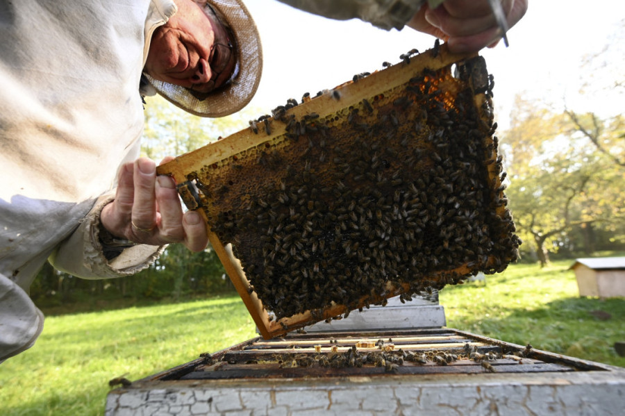 Pčelara i pčela sve manje, a evo kako da znate da li je med pravi ili ne!