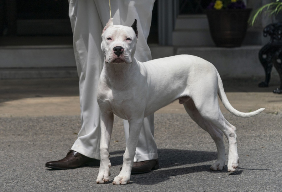 Ne treba vam vaga: Uz ove testove saznajte da li je vaš pas pothranjen ili gojazan
