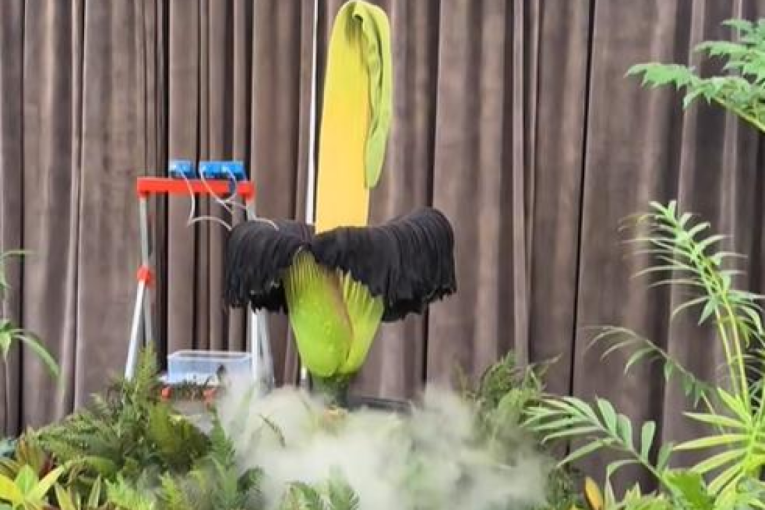 Marija iz Srbije prisustvovala retkom fenomenu: Pojava koja se dešava na 15 godina i traje 48 sati