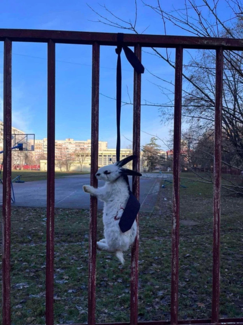 Na ogradi škole u Novom Sadu osvanuo obešeni zec - simbol grupe "Sviće": "Bezbednost dece i zaposlenih mora biti na prvom mestu"