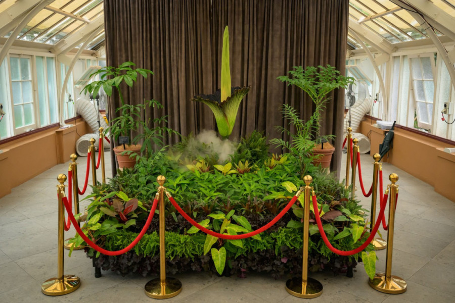 Cveta jednom u deceniji, a smrdi kao leš - retka biljka izazvala pravu pometnju u Sidneju (FOTO/VIDEO)