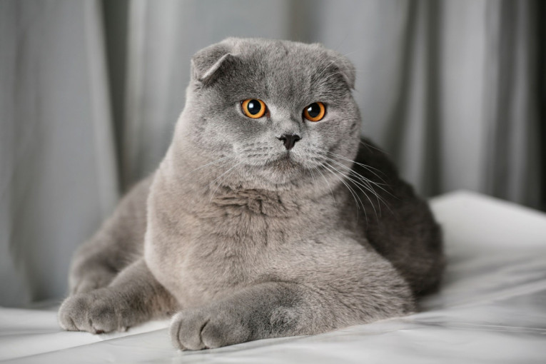 Postoje li zaista "prirodne" rase mačaka ili je sve delo čoveka?