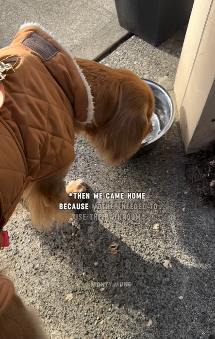 Vaš ljubimac samo lenčari? Možda je vreme da se ugleda na Montija - psa koji mlati pare na Instagramu