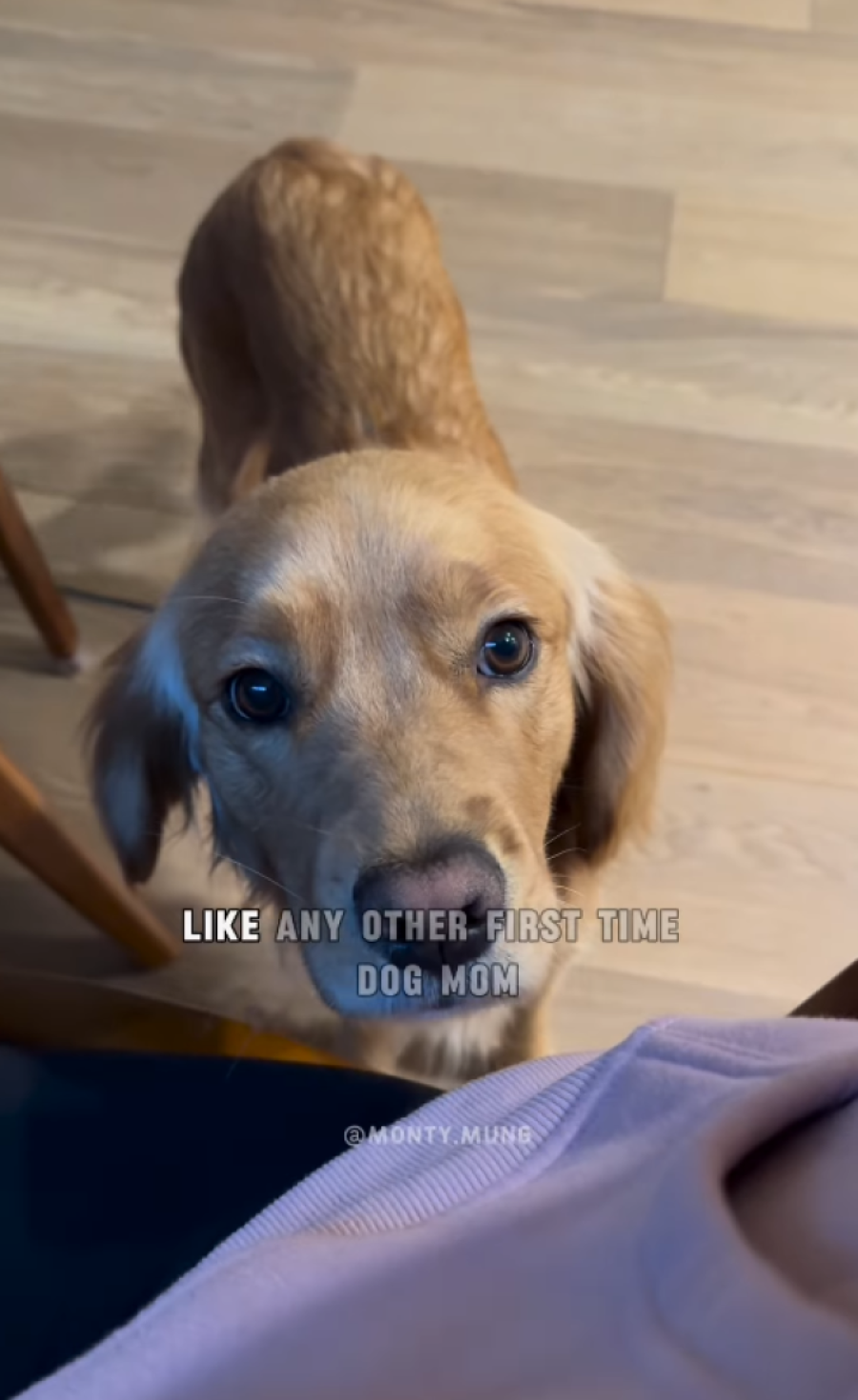 Vaš ljubimac samo lenčari? Možda je vreme da se ugleda na Montija - psa koji mlati pare na Instagramu