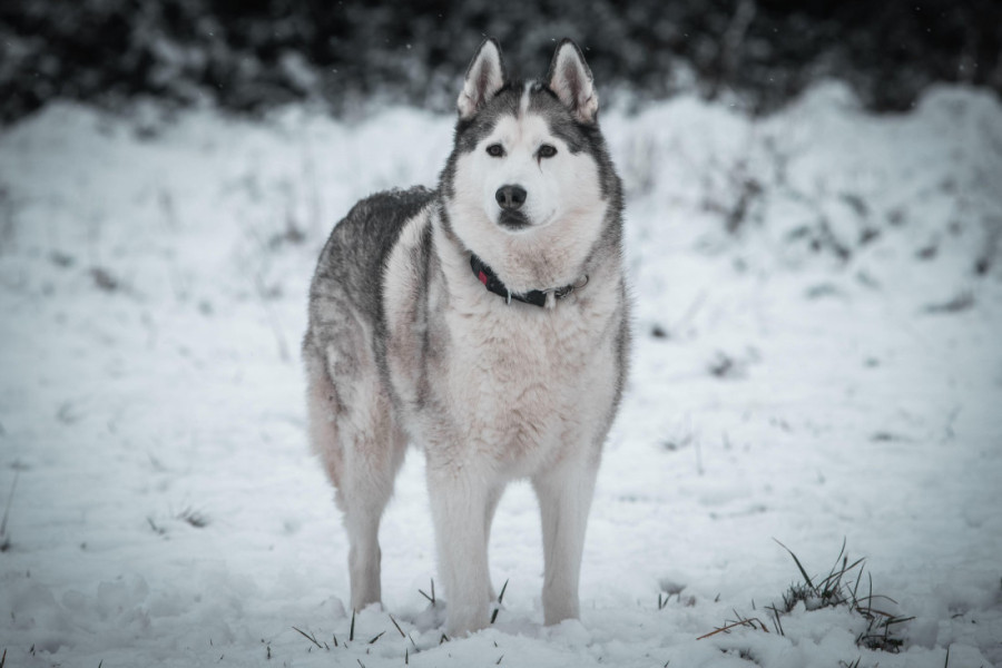 Қайын ата мен келін жыныстық қатынасқа түсуде