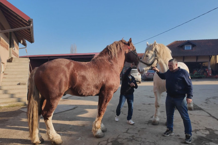 Ko se usudi da stane pored "gorostasa iz Grede"? Najveći konj Balkana stiže iz sela u blizini Valjeva (FOTO)