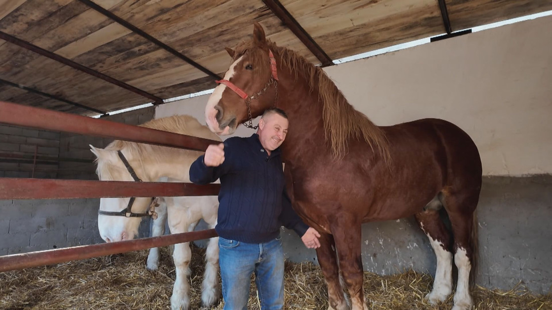 Ko se usudi da stane pored "gorostasa iz Grede"? Najveći konj Balkana stiže iz sela u blizini Valjeva (FOTO)