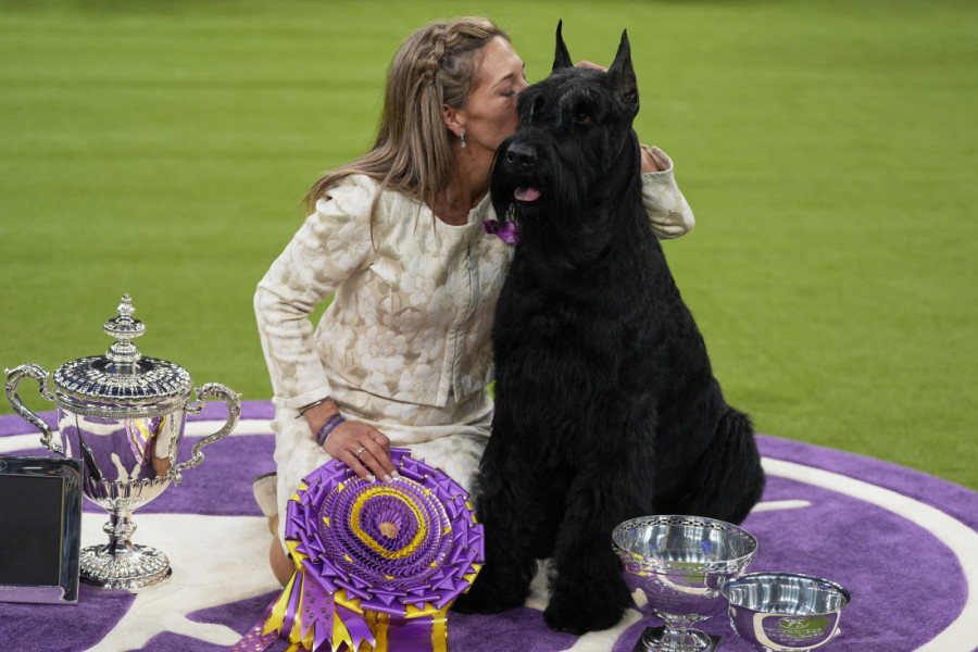 Bolji od 2.500 pasa: Džinovski šnaucer Monti pobednik izložbe pasa u Njujorku