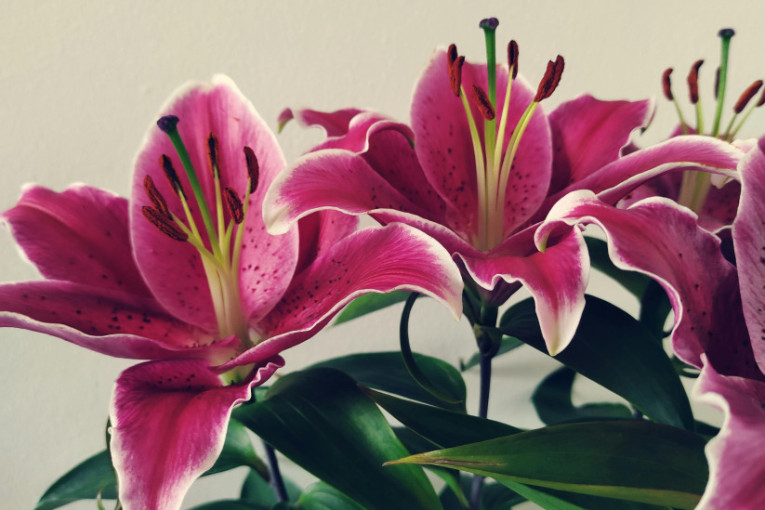 Opasnost vreba za Dan zaljubljenih: Tri vrste popularnog cveća su otrovne za pse