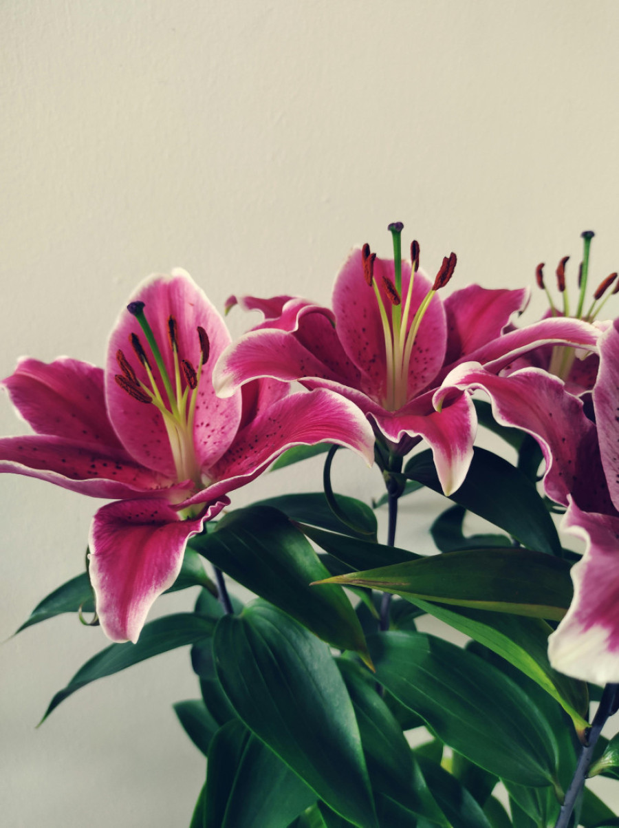 Kada gest govori više od hiljadu reči: Šest cvetova sa posebnom simbolikom za Dan zaljubljenih