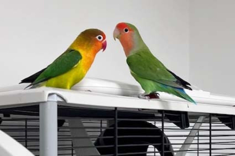 Traži se nova predsednička rezidencija: Papagaji Donald i Melanija Tramp ostali su bez doma