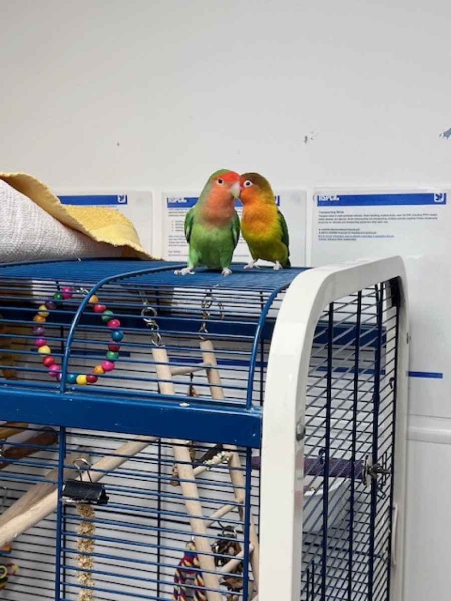 Traži se nova predsednička rezidencija: Papagaji Donald i Melanija Tramp ostali su bez doma