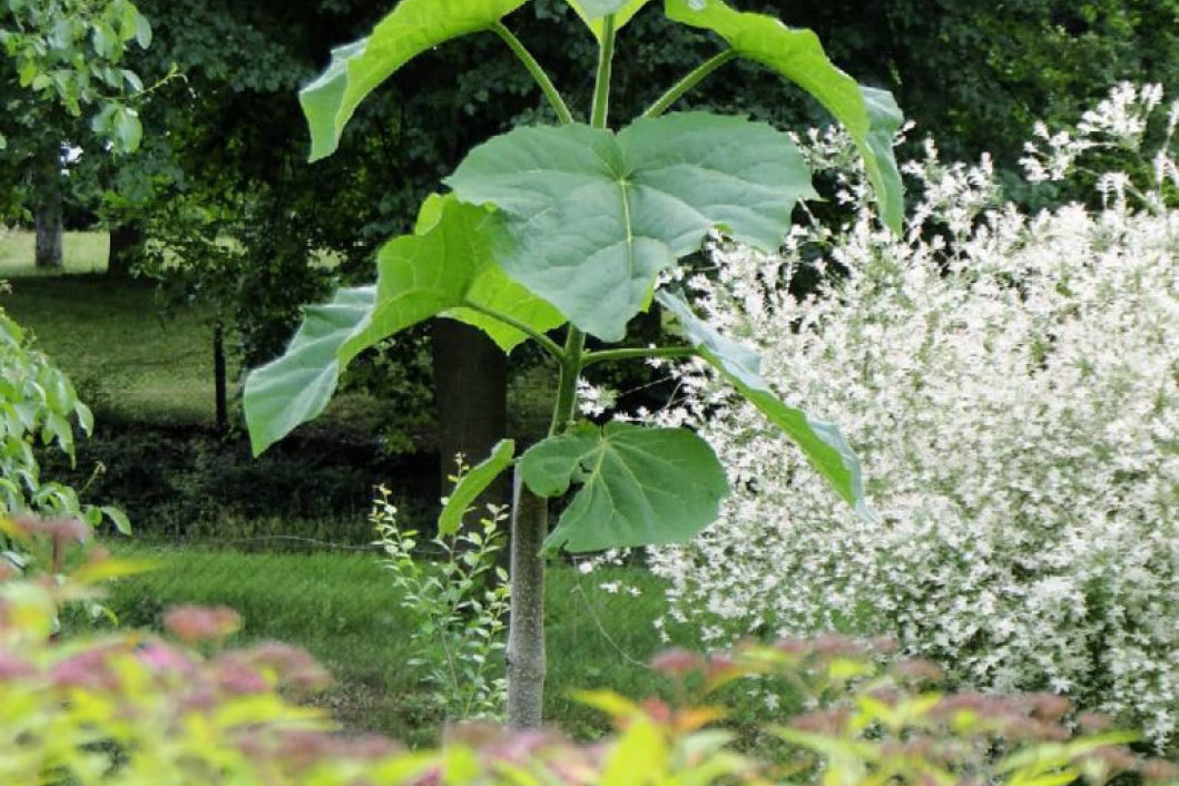 Ova biljka donosi zaradu od 50.000 evra za 4 godine: Evo kako da je uzgajate i profitirate!