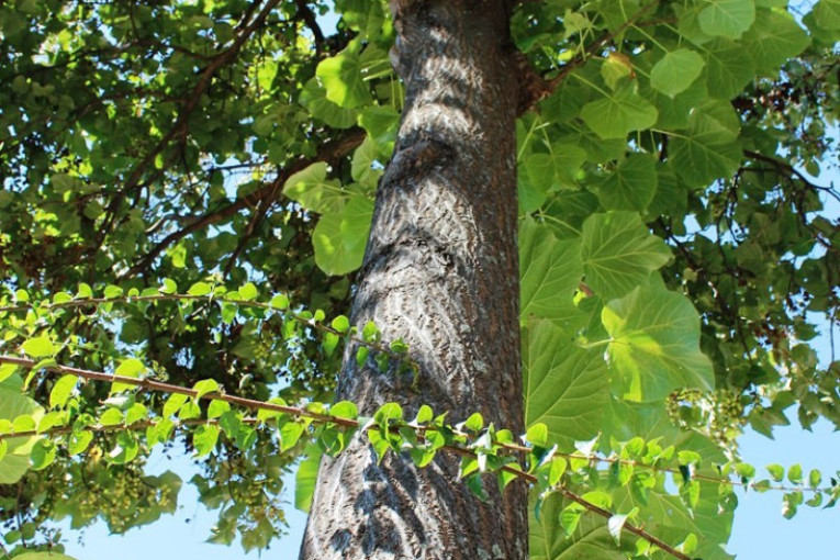 Ova biljka donosi zaradu od 50.000 evra za 4 godine: Evo kako da je uzgajate i profitirate!