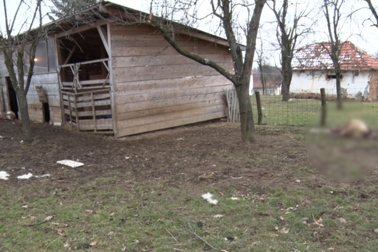 Zastrašujući prizor: Krvavi pir u selu kod Užica - psi lutalice zaklali 12 ovaca, ovna i 10 jaganjaca (UZNEMIRUJUĆI SADRŽAJ)