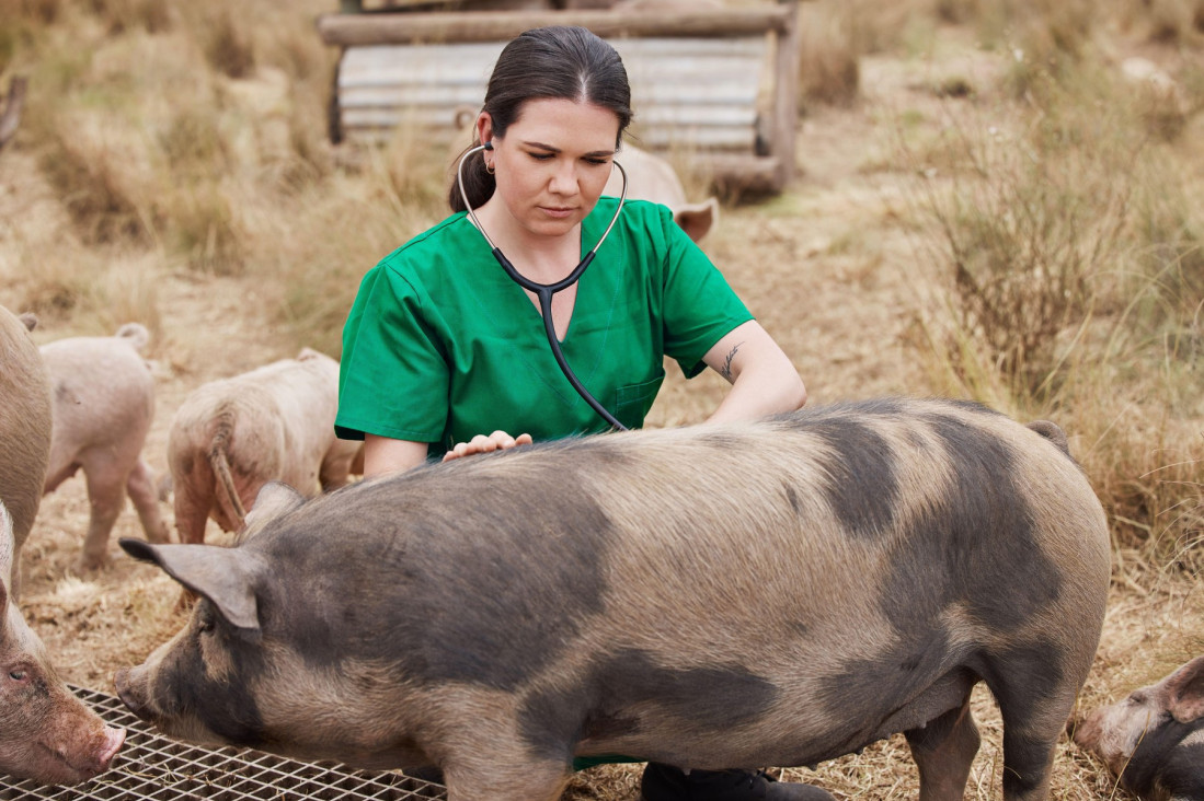 Muke biznisa seoskih veterinara: Za ljubimce "kol'ko god da košta", a za stoku se kukumavči