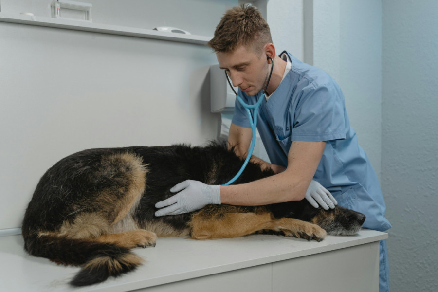 Zašto pas stalno liže šape i kada treba posetiti veterinara?