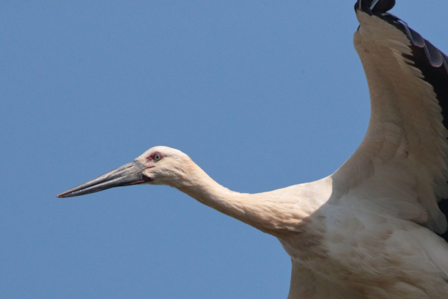 Novi Sad beleži rekord – čak 61 gnezdo roda na Klisi: Evo zašto je ova lokacija jedna od najvećih kolonija u Evropi