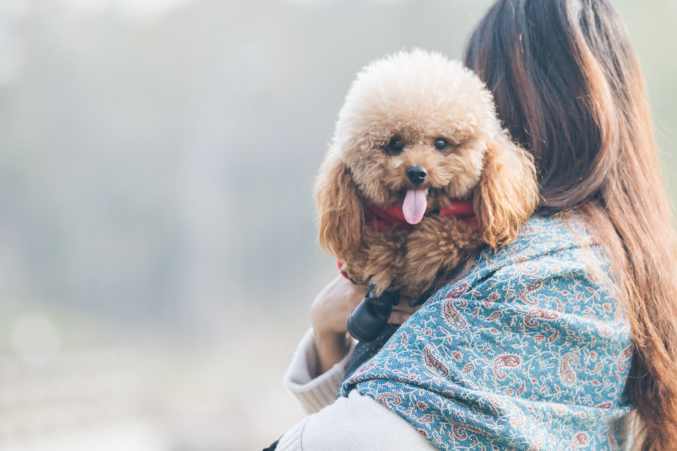 Internet se topi zbog Mušija: Kada krene na spavanje, ovaj psić se sam ušuška u svoje ćebence sa dinosaurisima (VIDEO)