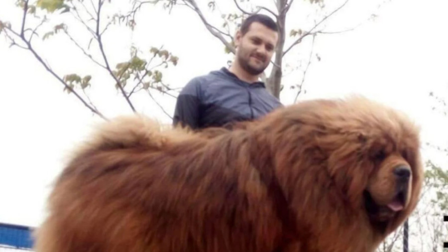 Celu ušteđevinu od 10.000 evra dali za tibetanskog mastifa: Sada Arsići imaju odgajivačnicu, jedno štene košta preko 1.500 evra