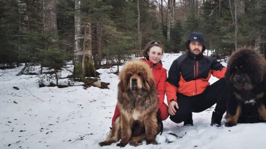 Celu ušteđevinu od 10.000 evra dali za tibetanskog mastifa: Sada Arsići imaju odgajivačnicu, jedno štene košta preko 1.500 evra