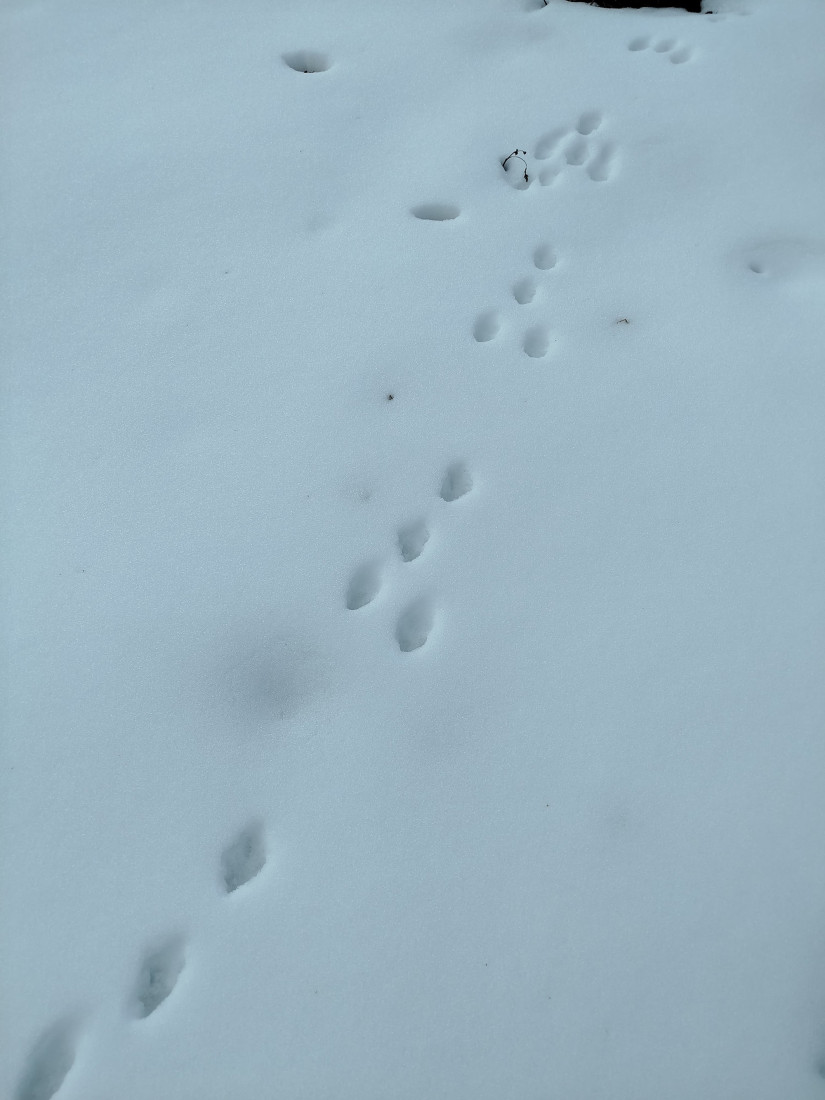 Šok otkriće na Staroj planini: Nađeni tragovi, zveri se približavaju naseljima! (FOTO)