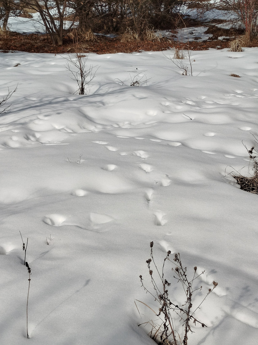 Šok otkriće na Staroj planini: Nađeni tragovi, zveri se približavaju naseljima! (FOTO)
