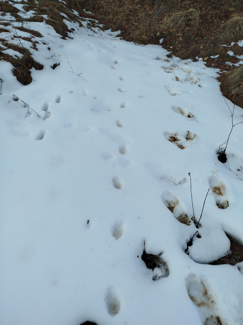 Šok otkriće na Staroj planini: Nađeni tragovi, zveri se približavaju naseljima! (FOTO)