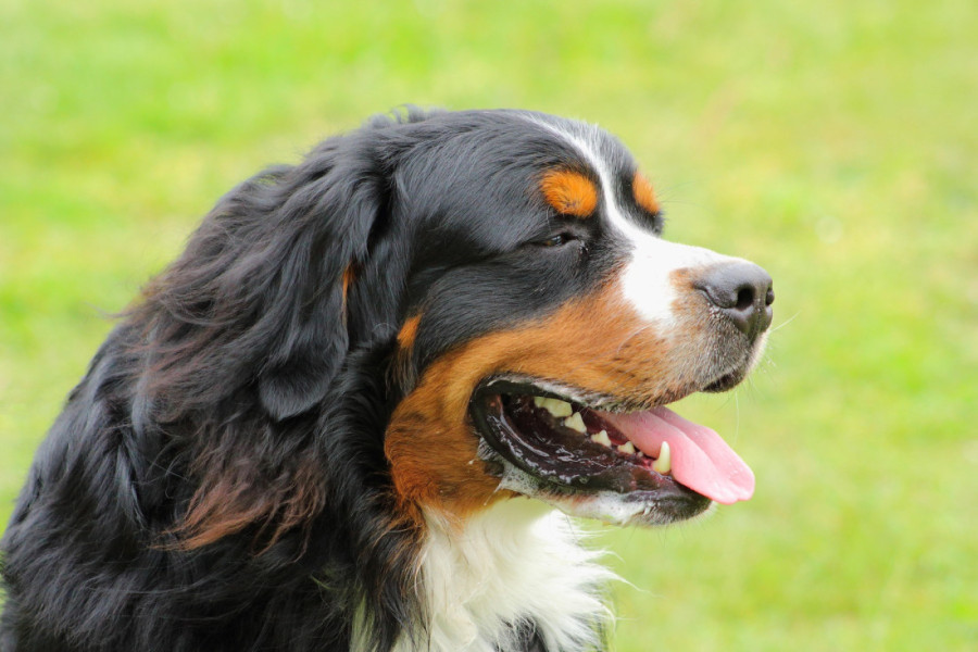 "Šaptač psima" Cezar Milan otkriva kako zaista da zaustavite lajanje svog psa