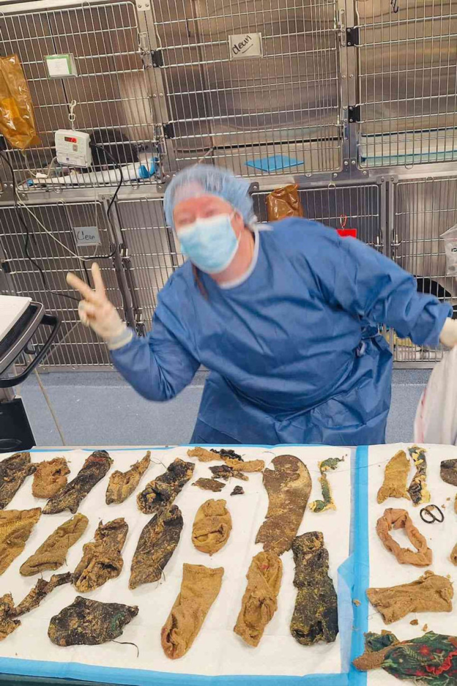 Veterinar pronašao 24 čarape, 2 gumice za kosu, benkicu i druge neverovatne predmete u stomaku sedmomesečnog šteneta (VIDEO)