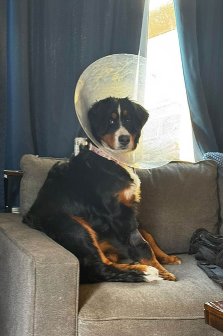 Veterinar pronašao 24 čarape, 2 gumice za kosu, benkicu i druge neverovatne predmete u stomaku sedmomesečnog šteneta (VIDEO)